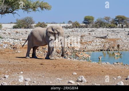 Elefante africano (Loxodonta africana), maschio adulto, branco di springboks (Antidorcas marsupialis) e kudus (Tragelaphus strepsiceros), drin Foto Stock