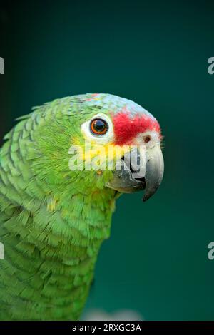 Amazzonia (Amazona autumnalis), amazzone (Amazona autumnalis), amazzone (Amazona autumnalis), amazzone (Yellow Cheeked), Roatan (Cheeked), Honduras Honduras Foto Stock