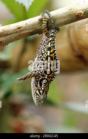 Camaleonte tappeto (Furcifer lateralis), femmina appesa al ramo, Madagascar (Chamaeleo lateralis), laterale Foto Stock