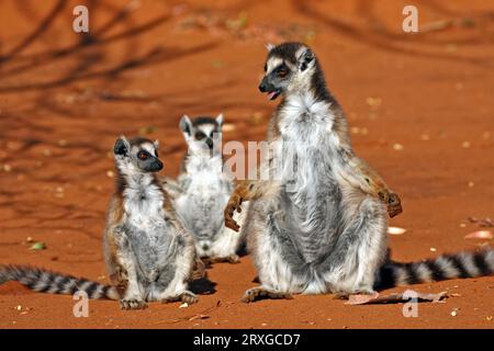Lemure dalla coda ad anello (Lemur catta), femmina con giovani, solarium, riserva privata Berenty, Madagascar Foto Stock