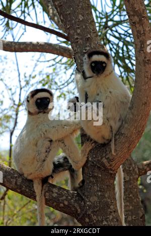 Sifakas di Verreaux con giovani, Berenty Private Reserve, Madagascar (Propithecus verreauxi verreauxi), incoronato Sifakas con giovani, Berenty Reserve Foto Stock