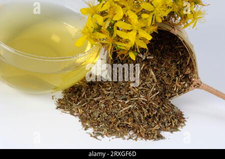 Perforato secco St John's Wort, fiori e tazza di tè, vero essiccato (Hypericum perforatum) St John's Wort, fiori e tazza di tè, Spotted St Foto Stock