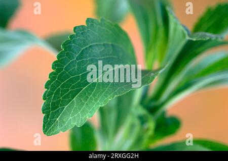 Miele dolce, erbe dolci, foglia di zucchero (Stevia rebaudiana) Foto Stock