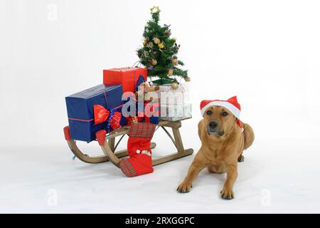 Cane mongrel accanto alla slitta con regali di Natale Foto Stock