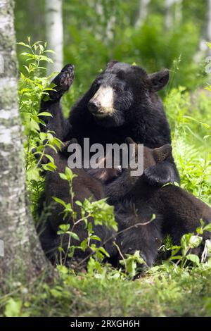 Orso nero, cuccioli da infermiera (Ursus americanus), cucciolo Foto Stock