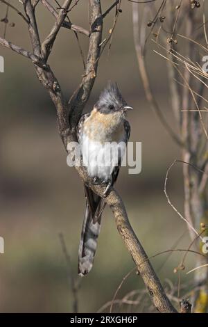 Great Spotted Cuckoo (Clamator glandarius), Spagna Foto Stock