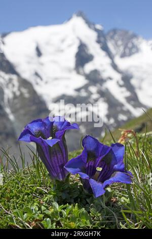 Clusius's Gentian, Grossglockner, Parco Nazionale alto Tauri, Austria (Gentiana clusii), alpi Foto Stock