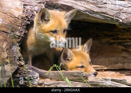 Cuccioli americani della Red Fox (Vulpes vulpes fulva) Foto Stock