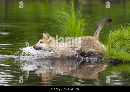 Legname lupo, cubo (Canis lupus), laterale Foto Stock