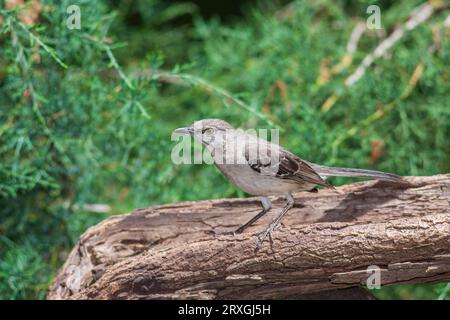 Northern Mockingbird, Mimus polyglottos, a McLeansville, NC. Foto Stock