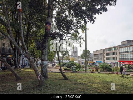 Un gruppo di alberi sopravvissuti nell'Armada Way di Plymouth in attesa di vedere come si inseriranno con i nuovi piani per il viale dopo un controverso albero fe Foto Stock