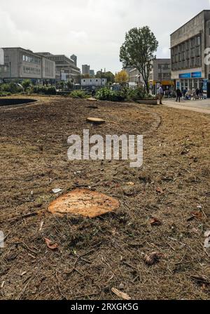 La triste vista di una fila di tronchi d’albero ripuliti vittime della travestione dell’albero che abbatte nell’Armada Way di Plymouth a marzo. Una pulizia e' iniziata il 21 settembre Foto Stock