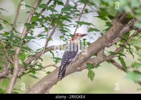 Woodpecker dai capelli rossi, Melanerpes carolinus, a McLeansville, North Carolina. Foto Stock