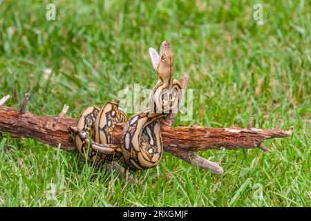 Tiger reticolò Python, Python reticulatus, da Gary Carter a Mcleansville, NC. Foto Stock
