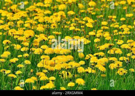 Diversi bellissimi dandelions gialli sulla natura Foto Stock