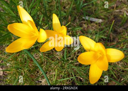 Piccoli fiori primaverili gialli fragili sull'erba in Scandinavia, primo piano Foto Stock