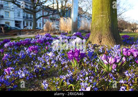 Piccoli fiori blu fragili nel parco cittadino di Helsingborg, Svezia, Scandinavia, primo piano Foto Stock