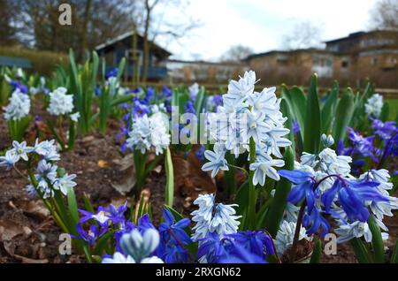 Piccolo fiore primaverile Puschkinia Scilloides nel parco cittadino di Helsingborg, Svezia, primo piano Foto Stock