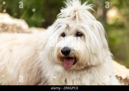 Un primo piano di un cane da pecora bianco dai capelli lunghi, con la lingua che esce. La sua pelliccia è lunga, morbida, soffice, ed è legata in un arco sulla parte superiore della testa. Foresta verde Foto Stock