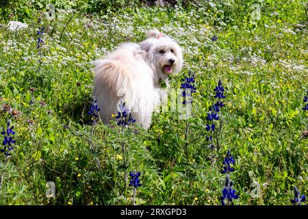 Un grande cane bianco e soffice che indossa una cravatta per capelli e guarda sopra la spalla in un campo di blu vibranti, il suo lungo cappotto luminoso contrasta con il viola Foto Stock