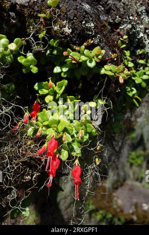 Piccoli rari fiori rossi fiore di mitra cilena o Mitraria che crescono su tronco d'albero foto ravvicinata con messa a fuoco selettiva. Natura del Cile Foto Stock