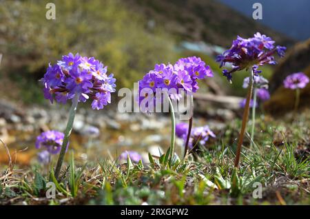 Fiori viola di Primula denticulata (Drumstick Primula) in primavera nelle montagne dell'Himalaya, Nepal (vicino al villaggio di dhole sulla strada per Gokyo) Foto Stock