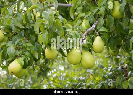 Coltura di pere fresche mature appese su un albero da frutto pronta per essere raccolta Foto Stock