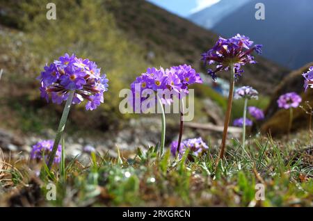 Fiori viola di Primula denticulata (Drumstick Primula) in primavera nelle montagne dell'Himalaya, Nepal (vicino al villaggio di dhole sulla strada per Gokyo) Foto Stock