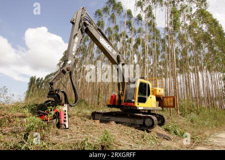 salvador, bahia, brasile - 30 novembre 2010: La macchina per il taglio del legno di eucalipto è visibile in una piantagione nel sud di Bahia. Foto Stock