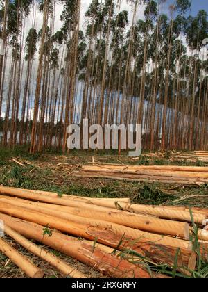 salvador, bahia, brasile - 30 novembre 2010: La macchina per il taglio del legno di eucalipto è visibile in una piantagione nel sud di Bahia. Foto Stock