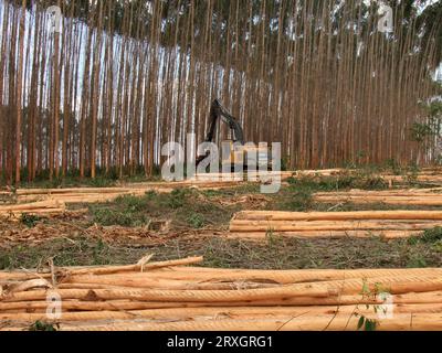 salvador, bahia, brasile - 30 novembre 2010: La macchina per il taglio del legno di eucalipto è visibile in una piantagione nel sud di Bahia. Foto Stock