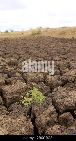 Curaca, bahia, brasile - 17 settembre 2023: Vista della terra incrinata in una diga asciutta a causa della siccità nelle terre retrostanti di Bahia Foto Stock