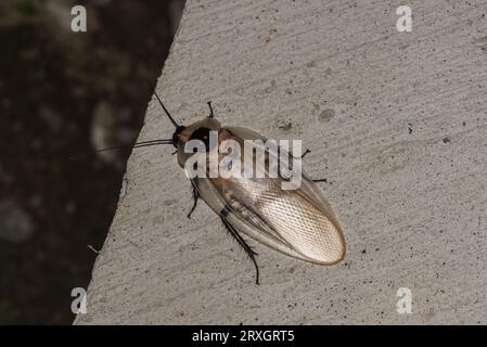 Apparentemente il più grande Cockroach del mondo - il brasiliano Cockroach (Blaberus giganteus). Scattato con il flash di notte Foto Stock