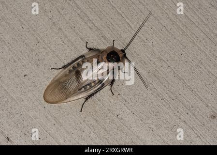 Apparentemente il più grande Cockroach del mondo - il brasiliano Cockroach (Blaberus giganteus). Scattato con il flash di notte Foto Stock