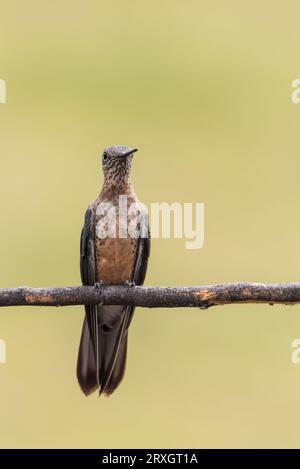 Colibrì gigante arroccato (Patagona gigas) ad Antisana NP, Ecuador Foto Stock