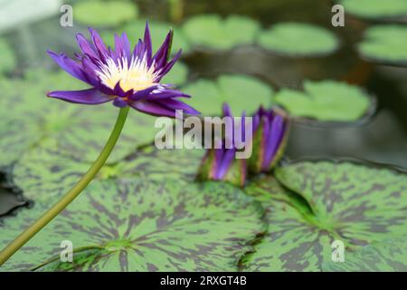 boccioli viola e fiore fiorito di un giglio d'acqua tropicale Foto Stock