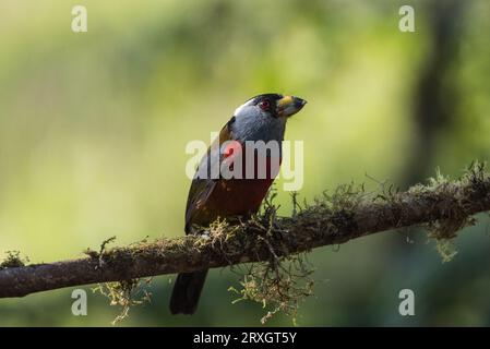 Arroccato Toucan Barbet (Semnornis ramphastinus) nel Refugio Paz de las Aves, Ecuador Foto Stock