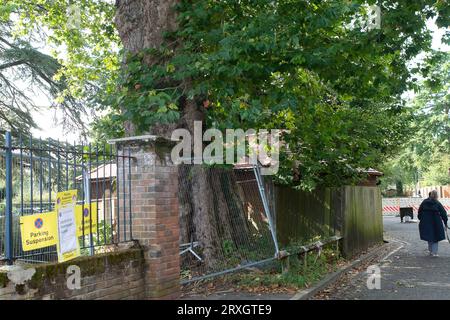 Marlow, Regno Unito. 25 settembre 2023. Uno splendido London Plane Tree a Marlow, Buckinghamshire, è da abbattere. L'albero, che si ritiene abbia circa 280 anni, si trova nel parcheggio di Pound Lane vicino all'Higginson Park. Parte del tronco dell'albero è stato recentemente acceso e nella cavità dell'albero è stato trovato anche un fungo a staffa. A seguito di un'indagine del Consiglio del Buckinghamshire, hanno deciso di cadere l'albero molto amato (nella foto). La strada accanto ad essa rimane chiusa, così come gran parte del parcheggio. Credito: Maureen McLean/Alamy Live News Foto Stock