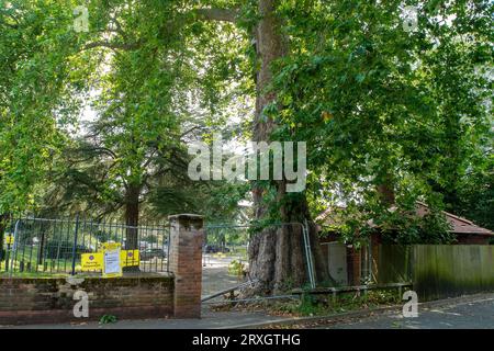 Marlow, Regno Unito. 25 settembre 2023. Uno splendido London Plane Tree a Marlow, Buckinghamshire, è da abbattere. L'albero, che si ritiene abbia circa 280 anni, si trova nel parcheggio di Pound Lane vicino all'Higginson Park. Parte del tronco dell'albero è stato recentemente acceso e nella cavità dell'albero è stato trovato anche un fungo a staffa. A seguito di un'indagine del Consiglio del Buckinghamshire, hanno deciso di cadere l'albero molto amato (nella foto). La strada accanto ad essa rimane chiusa, così come gran parte del parcheggio. Credito: Maureen McLean/Alamy Live News Foto Stock