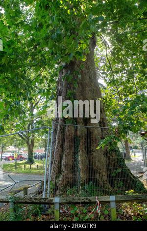 Marlow, Regno Unito. 25 settembre 2023. Uno splendido London Plane Tree a Marlow, Buckinghamshire, è da abbattere. L'albero, che si ritiene abbia circa 280 anni, si trova nel parcheggio di Pound Lane vicino all'Higginson Park. Parte del tronco dell'albero è stato recentemente acceso e nella cavità dell'albero è stato trovato anche un fungo a staffa. A seguito di un'indagine del Consiglio del Buckinghamshire, hanno deciso di cadere l'albero molto amato (nella foto). La strada accanto ad essa rimane chiusa, così come gran parte del parcheggio. Credito: Maureen McLean/Alamy Live News Foto Stock