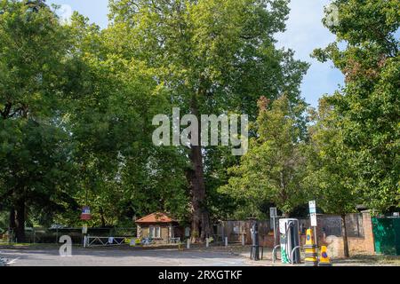 Marlow, Regno Unito. 25 settembre 2023. Uno splendido London Plane Tree a Marlow, Buckinghamshire, è da abbattere. L'albero, che si ritiene abbia circa 280 anni, si trova nel parcheggio di Pound Lane vicino all'Higginson Park. Parte del tronco dell'albero è stato recentemente acceso e nella cavità dell'albero è stato trovato anche un fungo a staffa. A seguito di un'indagine del Consiglio del Buckinghamshire, hanno deciso di cadere l'albero molto amato (nella foto). La strada accanto ad essa rimane chiusa, così come gran parte del parcheggio. Credito: Maureen McLean/Alamy Live News Foto Stock