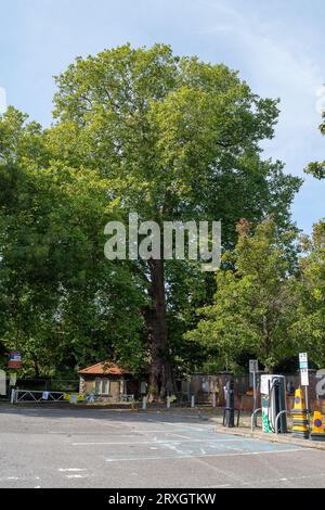 Marlow, Regno Unito. 25 settembre 2023. Uno splendido London Plane Tree a Marlow, Buckinghamshire, è da abbattere. L'albero, che si ritiene abbia circa 280 anni, si trova nel parcheggio di Pound Lane vicino all'Higginson Park. Parte del tronco dell'albero è stato recentemente acceso e nella cavità dell'albero è stato trovato anche un fungo a staffa. A seguito di un'indagine del Consiglio del Buckinghamshire, hanno deciso di cadere l'albero molto amato (nella foto). La strada accanto ad essa rimane chiusa, così come gran parte del parcheggio. Credito: Maureen McLean/Alamy Live News Foto Stock