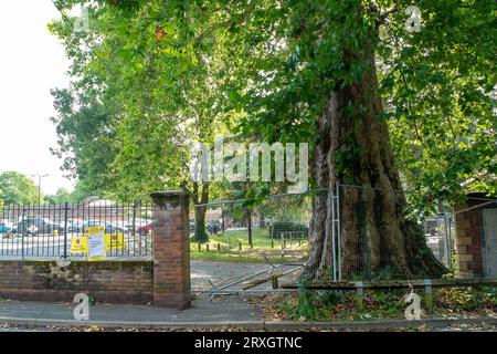 Marlow, Regno Unito. 25 settembre 2023. Uno splendido London Plane Tree a Marlow, Buckinghamshire, è da abbattere. L'albero, che si ritiene abbia circa 280 anni, si trova nel parcheggio di Pound Lane vicino all'Higginson Park. Parte del tronco dell'albero è stato recentemente acceso e nella cavità dell'albero è stato trovato anche un fungo a staffa. A seguito di un'indagine del Consiglio del Buckinghamshire, hanno deciso di cadere l'albero molto amato (nella foto). La strada accanto ad essa rimane chiusa, così come gran parte del parcheggio. Credito: Maureen McLean/Alamy Live News Foto Stock