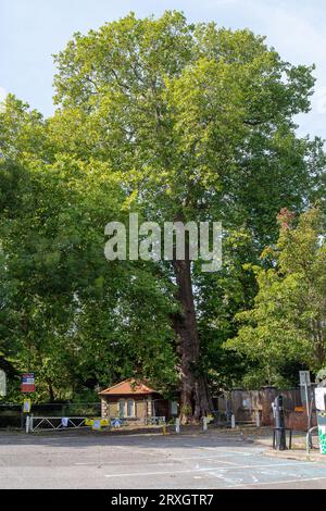 Marlow, Regno Unito. 25 settembre 2023. Uno splendido London Plane Tree a Marlow, Buckinghamshire, è da abbattere. L'albero, che si ritiene abbia circa 280 anni, si trova nel parcheggio di Pound Lane vicino all'Higginson Park. Parte del tronco dell'albero è stato recentemente acceso e nella cavità dell'albero è stato trovato anche un fungo a staffa. A seguito di un'indagine del Consiglio del Buckinghamshire, hanno deciso di cadere l'albero molto amato (nella foto). La strada accanto ad essa rimane chiusa, così come gran parte del parcheggio. Credito: Maureen McLean/Alamy Live News Foto Stock