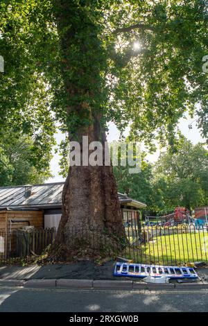 Marlow, Regno Unito. 25 settembre 2023. Uno splendido London Plane Tree a Marlow, Buckinghamshire, è da abbattere. L'albero, che si ritiene abbia circa 280 anni, si trova nel parcheggio di Pound Lane vicino all'Higginson Park. Parte del tronco dell'albero è stato recentemente acceso e nella cavità dell'albero è stato trovato anche un fungo a staffa. A seguito di un'indagine del Consiglio del Buckinghamshire, hanno deciso di cadere l'albero molto amato. La strada accanto ad essa rimane chiusa, così come gran parte del parcheggio. Credito: Maureen McLean/Alamy Live News Foto Stock