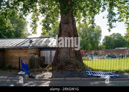 Marlow, Regno Unito. 25 settembre 2023. Uno splendido London Plane Tree a Marlow, Buckinghamshire, è da abbattere. L'albero, che si ritiene abbia circa 280 anni, si trova nel parcheggio di Pound Lane vicino all'Higginson Park. Parte del tronco dell'albero è stato recentemente acceso e nella cavità dell'albero è stato trovato anche un fungo a staffa. A seguito di un'indagine del Consiglio del Buckinghamshire, hanno deciso di cadere l'albero molto amato. La strada accanto ad essa rimane chiusa, così come gran parte del parcheggio. Credito: Maureen McLean/Alamy Live News Foto Stock