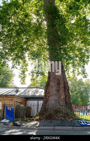 Marlow, Regno Unito. 25 settembre 2023. Uno splendido London Plane Tree a Marlow, Buckinghamshire, è da abbattere. L'albero, che si ritiene abbia circa 280 anni, si trova nel parcheggio di Pound Lane vicino all'Higginson Park. Parte del tronco dell'albero è stato recentemente acceso e nella cavità dell'albero è stato trovato anche un fungo a staffa. A seguito di un'indagine del Consiglio del Buckinghamshire, hanno deciso di cadere l'albero molto amato. La strada accanto ad essa rimane chiusa, così come gran parte del parcheggio. Credito: Maureen McLean/Alamy Live News Foto Stock