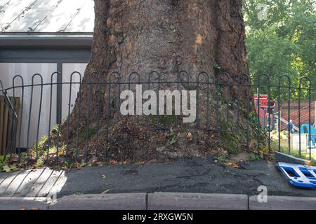 Marlow, Regno Unito. 25 settembre 2023. Uno splendido London Plane Tree a Marlow, Buckinghamshire, è da abbattere. L'albero, che si ritiene abbia circa 280 anni, si trova nel parcheggio di Pound Lane vicino all'Higginson Park. Parte del tronco dell'albero è stato recentemente acceso e nella cavità dell'albero è stato trovato anche un fungo a staffa. A seguito di un'indagine del Consiglio del Buckinghamshire, hanno deciso di cadere l'albero molto amato. La strada accanto ad essa rimane chiusa, così come gran parte del parcheggio. Credito: Maureen McLean/Alamy Live News Foto Stock