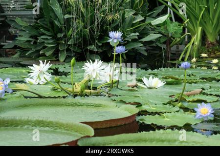 nella serra del giardino botanico fioriscono diverse specie di ninfee Foto Stock