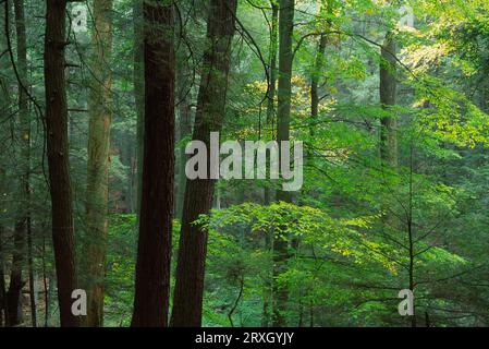 Antica foresta, cuocere la foresta del parco statale, Pennsylvania Foto Stock